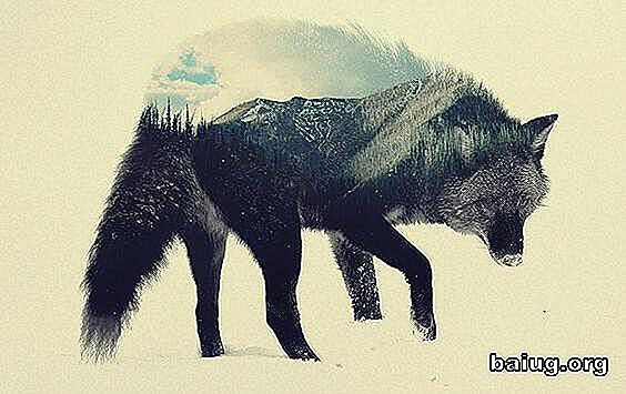De Steppe Wolf, een werk om te weerspiegelen