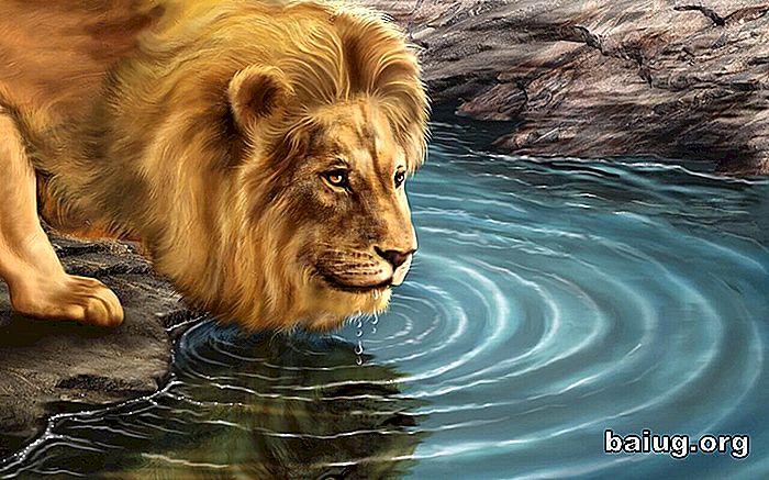 La historia del león y de su reflejo