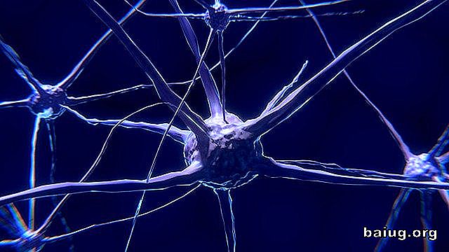 Características de las neuronas y cómo funcionan