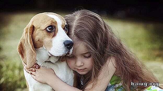 Empatia de câine: o putere de vindecare