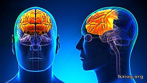 Hva er det og hva er funksjonene til hjernens frontal lobe?