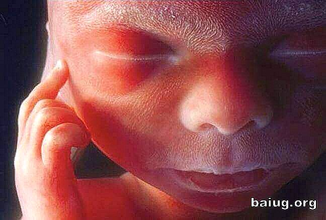 Des images invisibles de l'activité cérébrale chez les fœtus humains