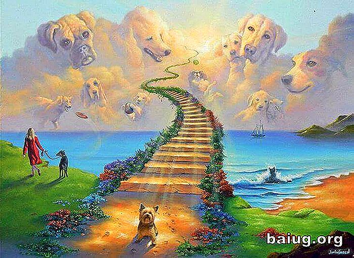 Legenden om Rainbow Bridge, himmelen til kjæledyr